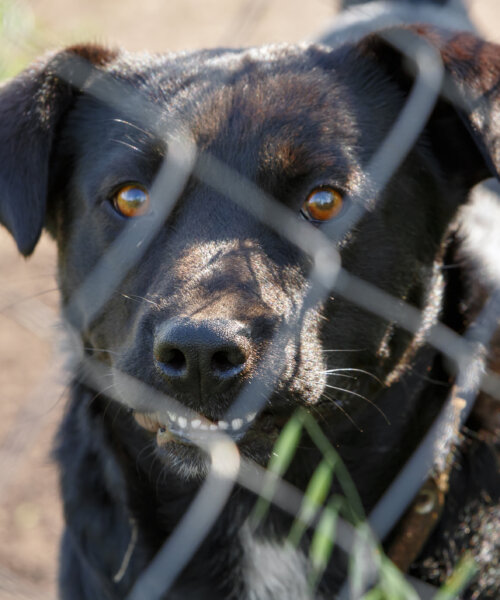 Sad homeless dog looking through fence at animal shelter