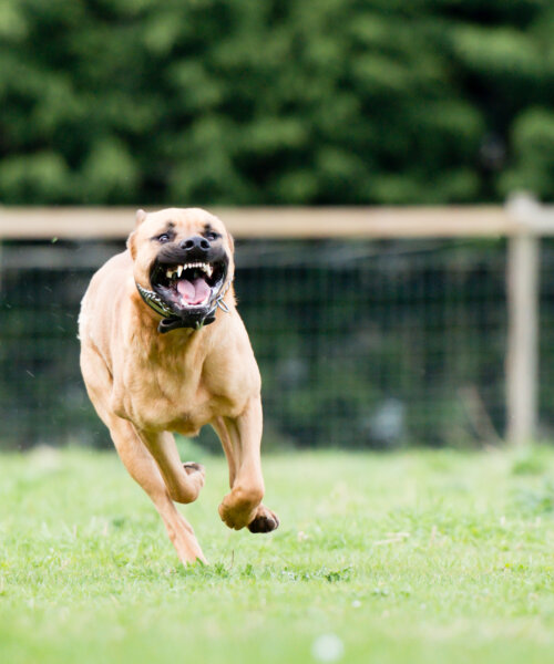 Large dangerous dog at large in the park