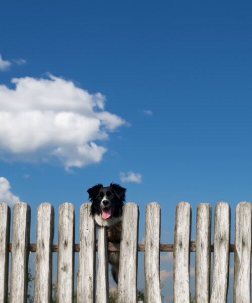 The dog climbed the wooden fence and looked at the camera.