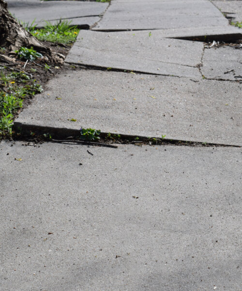 A sidewalk made uneven by tree roots