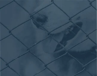 Dog behind a chain-link fence with its mouth slightly open